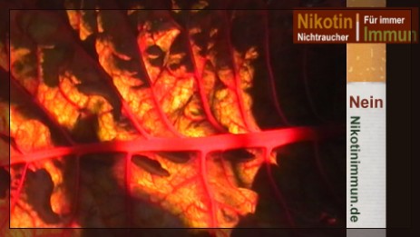 Nikotinimmun